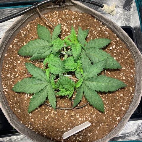 Queen of Sheba - President seeds growlog photo: After the cut