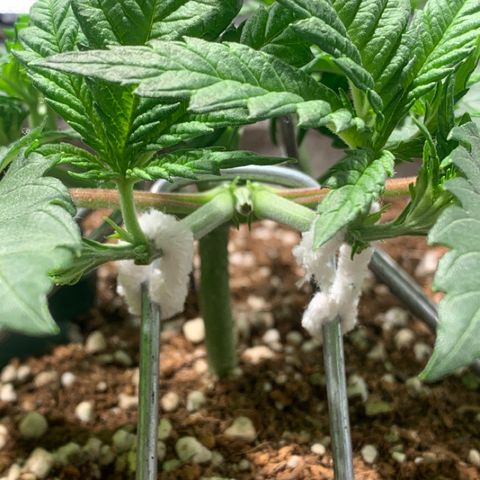 Queen of Sheba - President seeds growlog photo: After the cut
