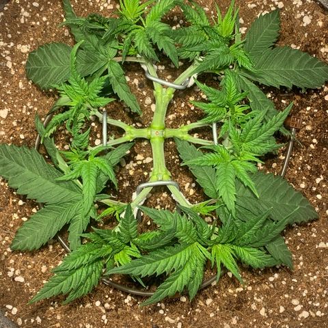 Queen of Sheba - President seeds growlog timeline photo