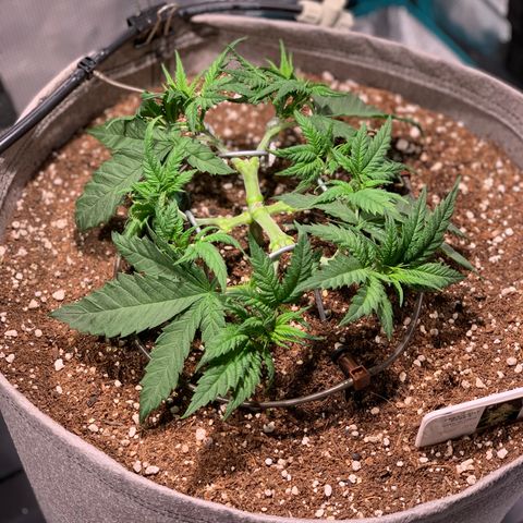 Queen of Sheba - President seeds growlog timeline photo