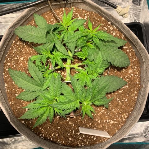 Queen of Sheba - President seeds growlog timeline photo