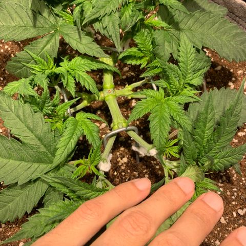 Queen of Sheba - President seeds growlog timeline photo