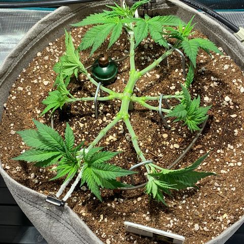 Queen of Sheba - President seeds growlog timeline photo