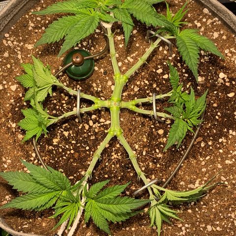 Queen of Sheba - President seeds growlog timeline photo