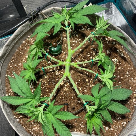 Queen of Sheba - President seeds growlog timeline photo