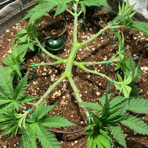 Queen of Sheba - President seeds growlog timeline photo