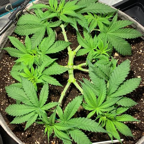 Queen of Sheba - President seeds growlog timeline photo