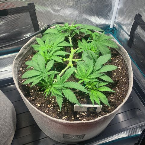 Queen of Sheba - President seeds growlog timeline photo