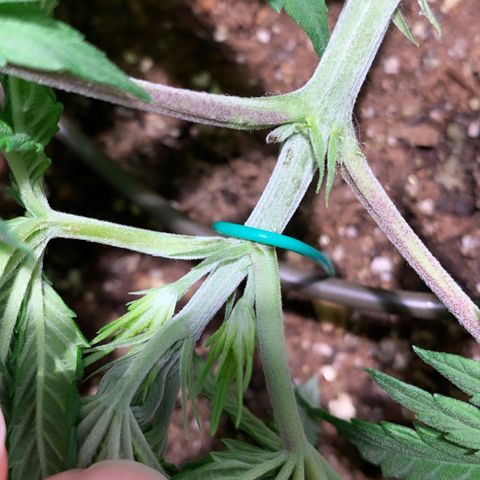 Queen of Sheba - President seeds growlog timeline photo