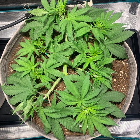 Queen of Sheba - President seeds growlog timeline photo