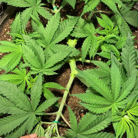 Queen of Sheba - President seeds growlog timeline photo