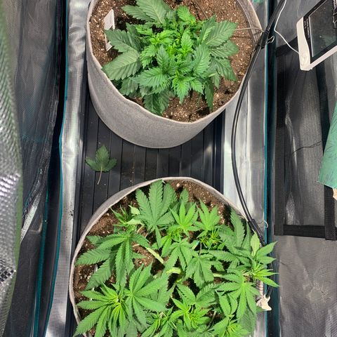 Queen of Sheba - President seeds growlog timeline photo