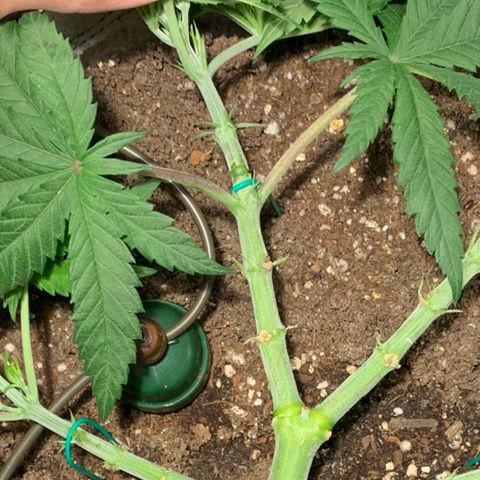 Queen of Sheba - President seeds growlog timeline photo
