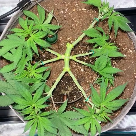 Queen of Sheba - President seeds growlog timeline photo