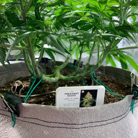Queen of Sheba - President seeds growlog timeline photo