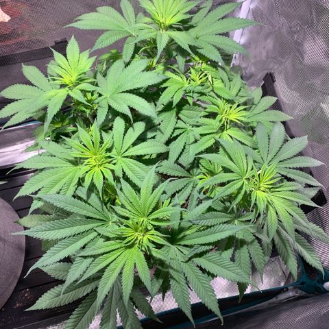 Queen of Sheba - President seeds growlog timeline photo