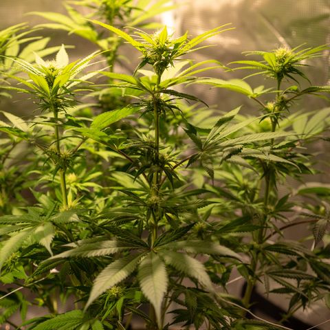 Queen of Sheba - President seeds growlog timeline photo