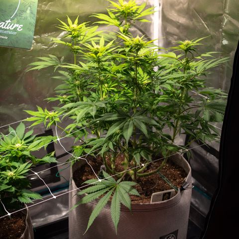 Queen of Sheba - President seeds growlog timeline photo