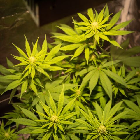 Queen of Sheba - President seeds growlog timeline photo