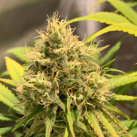 Queen of Sheba - President seeds growlog timeline photo