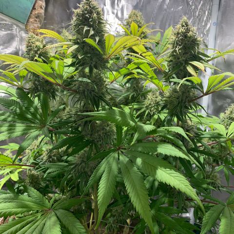 Queen of Sheba - President seeds growlog timeline photo