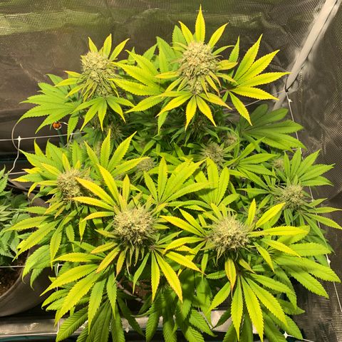 Queen of Sheba - President seeds growlog timeline photo