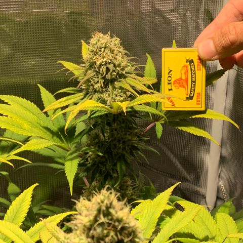 Queen of Sheba - President seeds growlog timeline photo