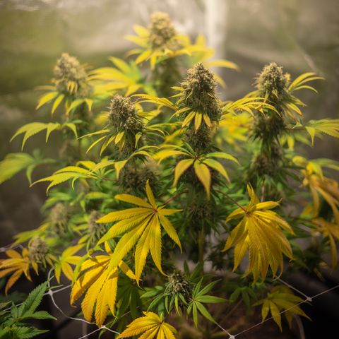 Queen of Sheba - President seeds growlog timeline photo