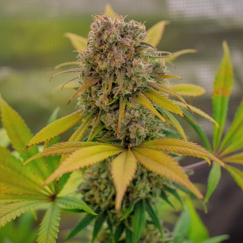 Queen of Sheba - President seeds growlog timeline photo