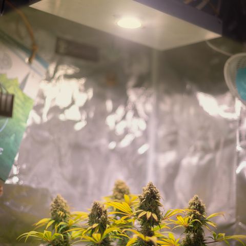 Queen of Sheba - President seeds growlog timeline photo