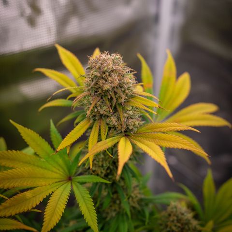 Queen of Sheba - President seeds growlog timeline photo