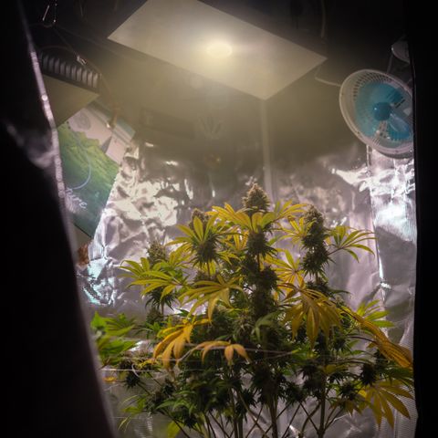 Queen of Sheba - President seeds growlog timeline photo