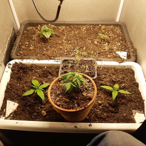 710 stilton aka cheese growlog timeline photo