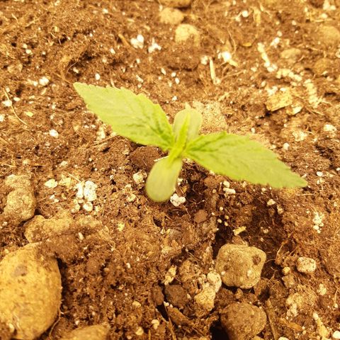 Chocolate Skunk CBD growlog timeline photo