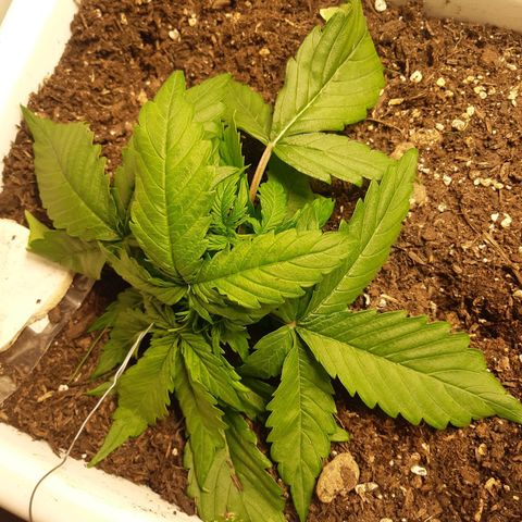 710 stilton aka cheese growlog timeline photo