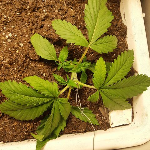 Banana Bomb growlog timeline photo