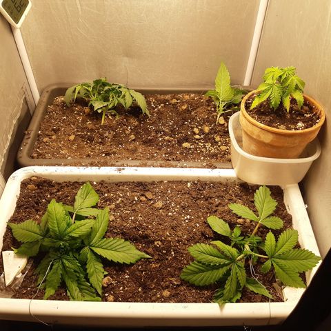 710 stilton aka cheese growlog timeline photo