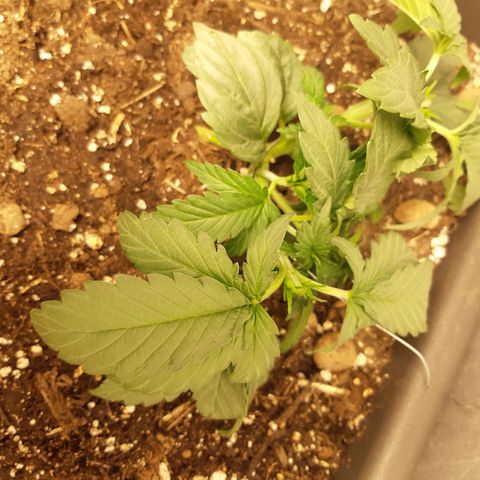 Pisthash growlog timeline photo