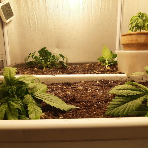 710 stilton aka cheese growlog timeline photo