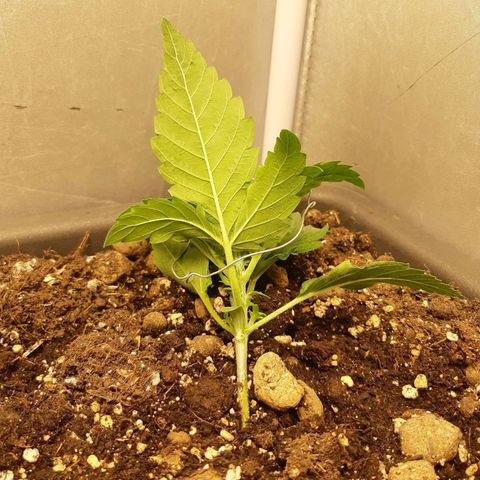 Chocolate Skunk CBD growlog timeline photo