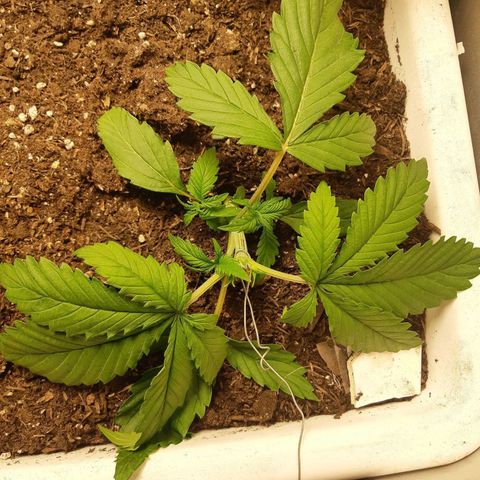 Banana Bomb growlog timeline photo
