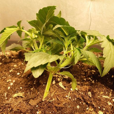 Pisthash growlog timeline photo