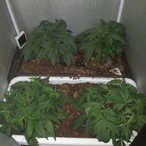 710 stilton aka cheese growlog timeline photo