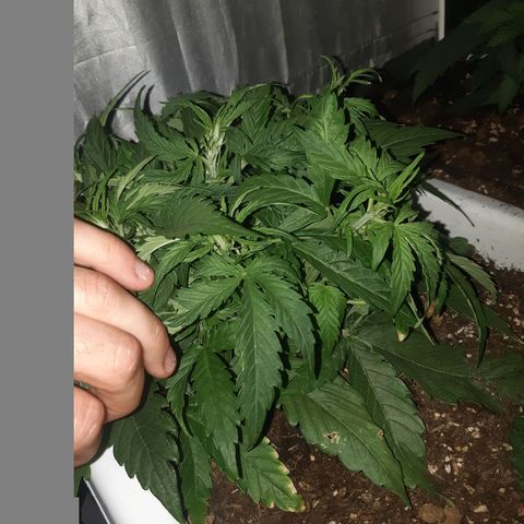 710 stilton aka cheese growlog timeline photo