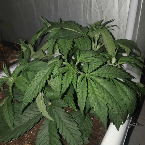 Banana Bomb growlog timeline photo