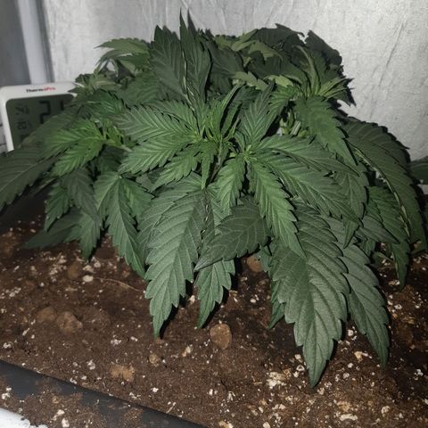 Pisthash growlog timeline photo