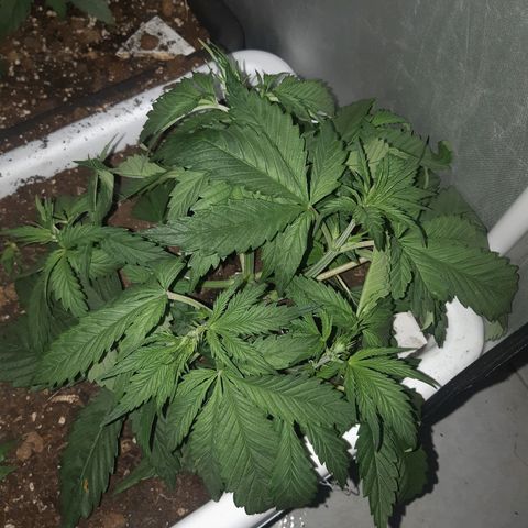 Banana Bomb growlog timeline photo