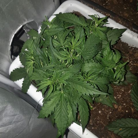 710 stilton aka cheese growlog timeline photo