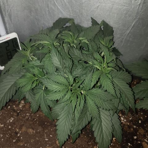Pisthash growlog timeline photo