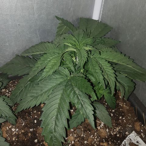 Chocolate Skunk CBD growlog timeline photo